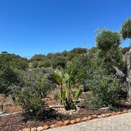 Apartment Beautiful In Semi-rural Setting Sao Bras de Alportel